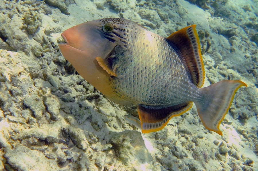IMG_0194rc_Maldives_Madoogali_Baliste geant ou ponctue-Pseudobalistes flavimarginatus.jpg